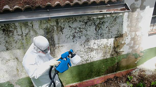 Mold Remediation service in Sachse, Sachse, TX